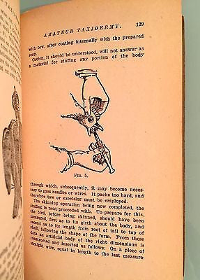 THE AMATEUR TRAPPER STANLEY HARDING 1917 PAPERBACK EXCELLENT CONDITION - arustocracy
